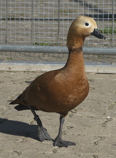 表现