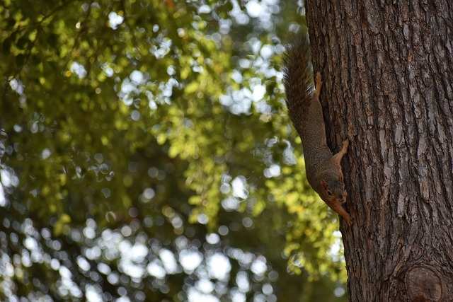 通过对彭国 通过对彭国